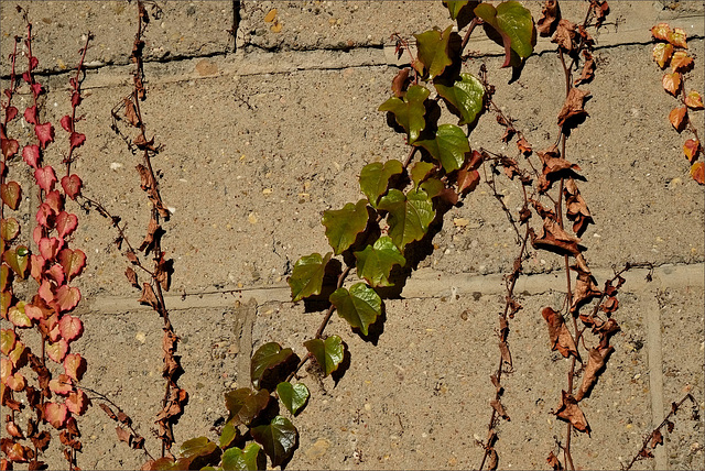 An der Wand hoch, der Sonne entgegen