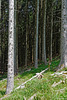 Wald am Kronberg (© Buelipix)