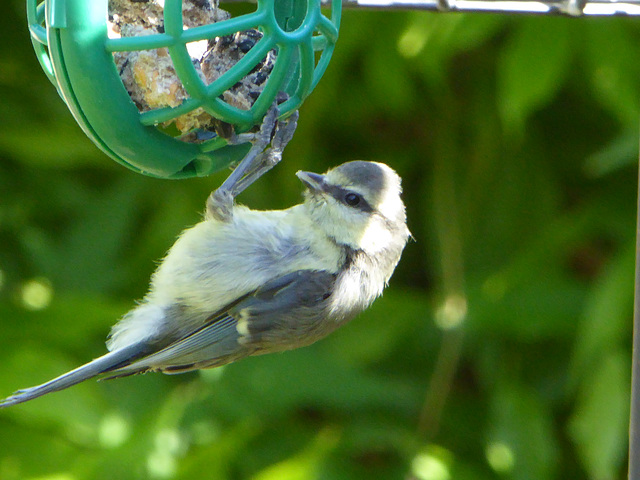 P1050048 Bluetit on a feeder