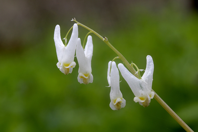 Dutchman's Breeches