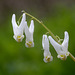 Dutchman's Breeches