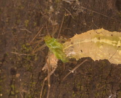 HoverflylarvaIMG 9561