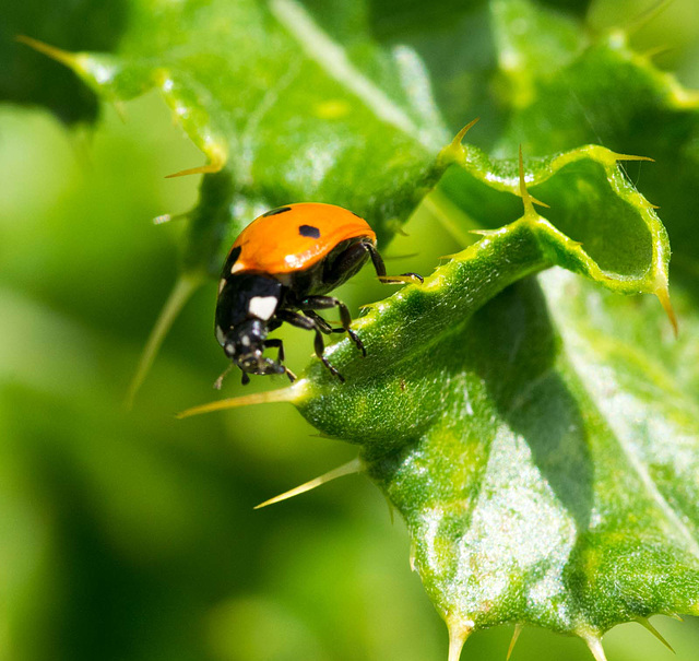 Ladybird macro (1)