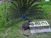 20200516 7327CPw [D~HF] Pfau, Bennett-Känguru, Tierpark Herford