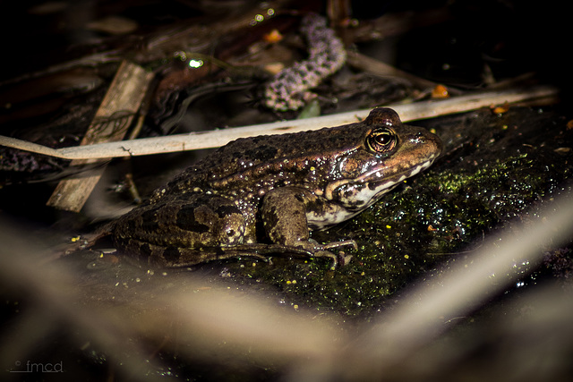 Froschkönig