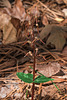 Neottia bifolia (Southern Twayblade orchid)