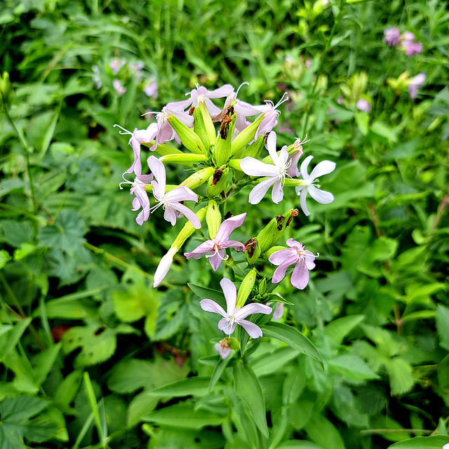 Gewöhnliches Seifenkraut (Saponaria officinalis)