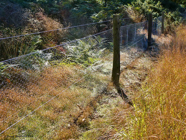 Shiny new fence (HFF everyone)