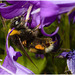 EF7A3803 Bumblebee