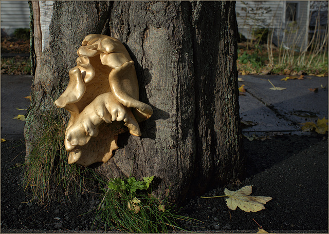 Some shroom