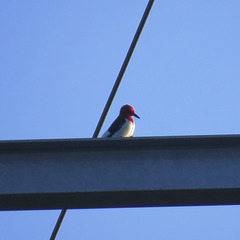 Red-headed woodpecker on TVA line