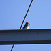 Red-headed woodpecker on TVA line