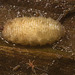 IMG 1388 Fly larva
