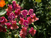 20140719 4289VRAw [D~LIP] HDR3  Freilichtmuseum Detmold