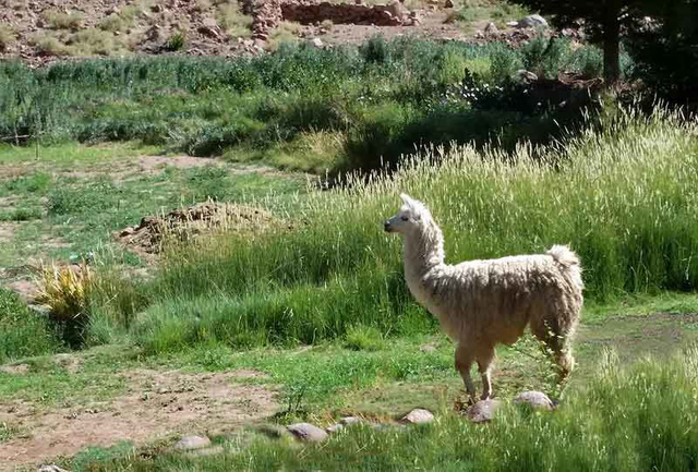 ALDEA RIO GRANDE (ATACAMA)