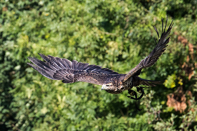 20151010 9244VRAw [D~H] Adler, Wisentgehege, Springe-Deister