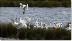 PARC du TEICH (33 Gironde)