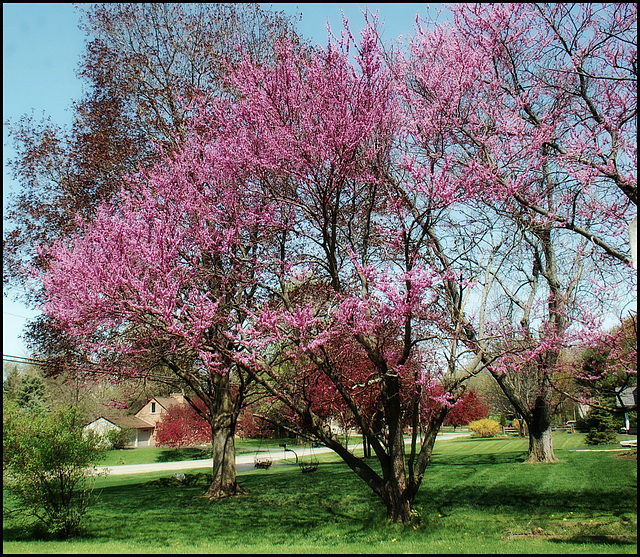 Redbud tree