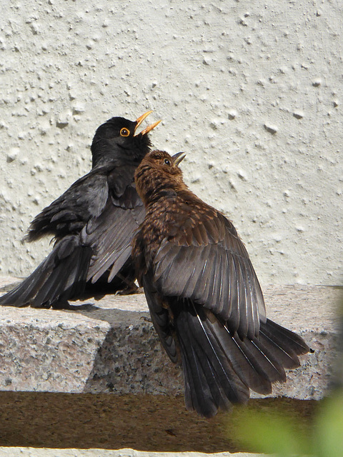 P1050062 Blackbird pair making use of the bench