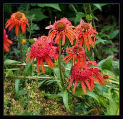 Echinacea 'Summer Samba'1