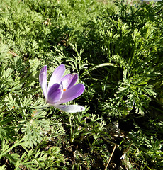 un crocus ne fait pas le printemps