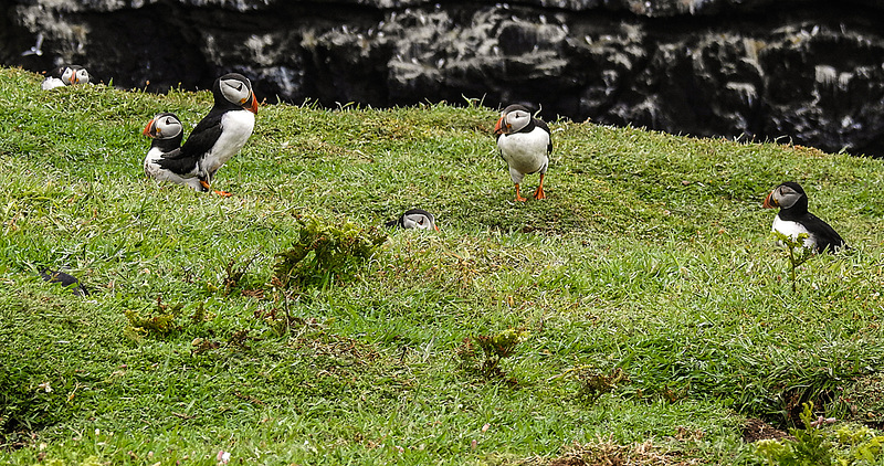 20190612 5077CPw [R~GB] Papageitaucher, Skomer, Wales
