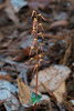 Neottia bifolia (Southern Twayblade orchid)