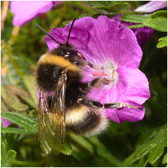 EF7A3788 Bumblebee