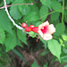 Campsis radicans