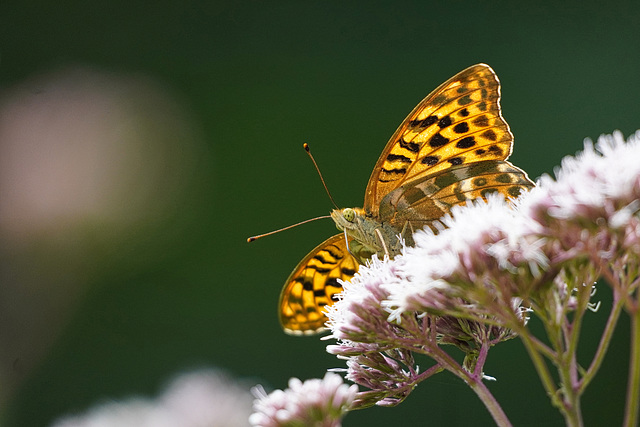 Die Kaisermäntel sind wieder da - The silver-washed fritillaries are back again