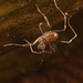 IMG 1391 Harvestman-1