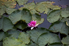 20140909 4937VRAw [NL] Seerose, Terschelling