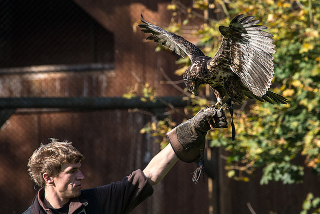 20151010 9246VRAw [D~H] Adler, Wisentgehege, Springe-Deister