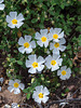 Cistus salvifolius - 2015-04-22--D4 DSC0434