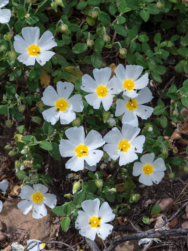 Cistus salvifolius - 2015-04-22--D4 DSC0434