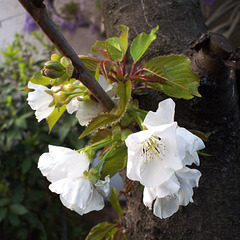 fleurs de cerisier, tronc