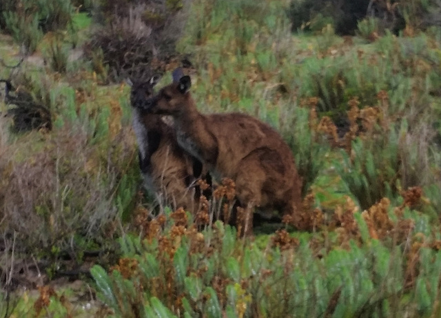 Stokes Bay kangaroos