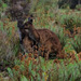 Stokes Bay kangaroos