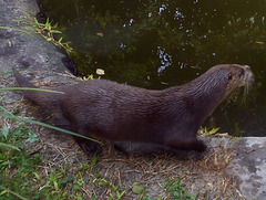 DSCN9586a - lontra-neotropical Lontra longicaudis, Mustelidae