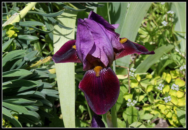 Iris Cameroun (2)