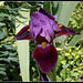 Iris Cameroun (2)