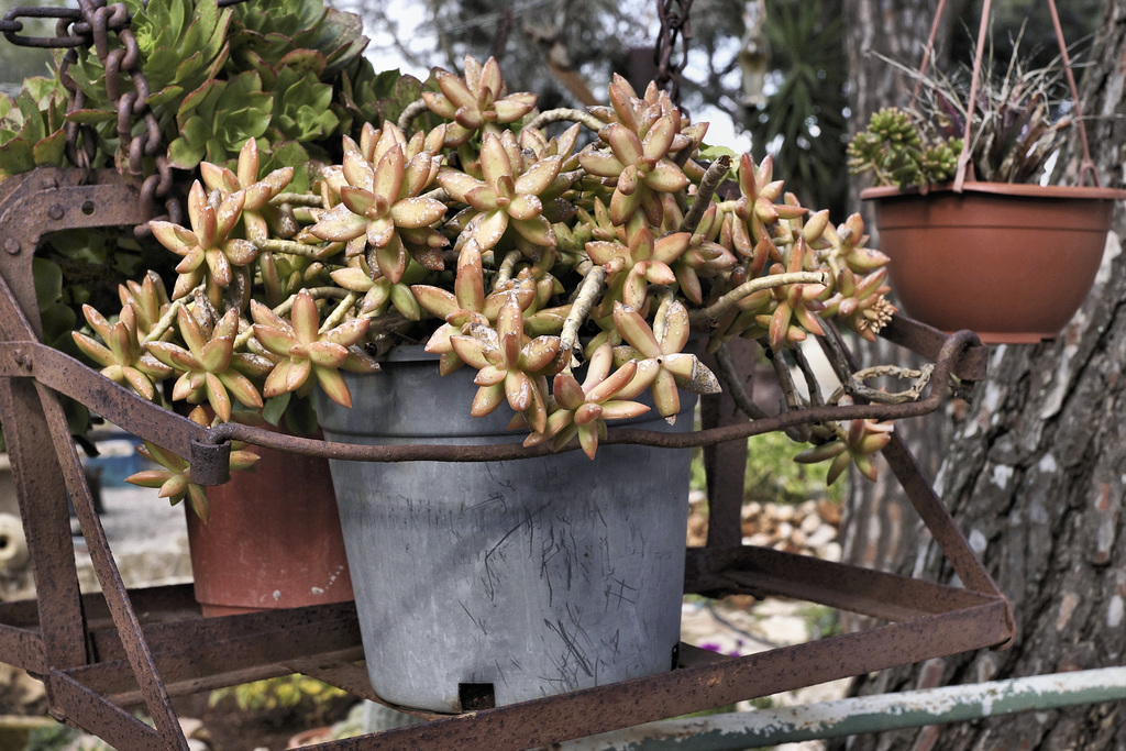 Out of Kilter Cactus – El-Muraqa Monastery, Daliyat al-Karmel, Israel