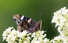 Profil du Vulcain