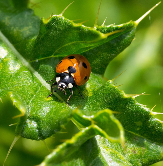 Ladybird macro (2)