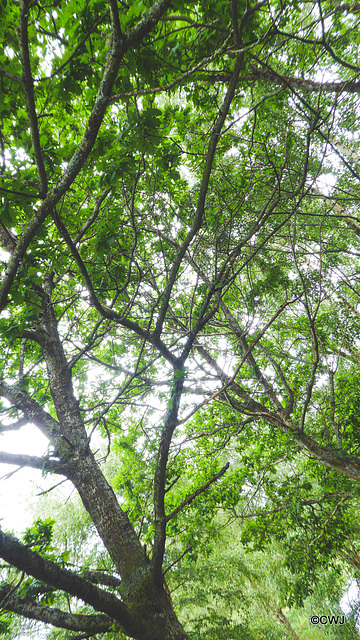 Oak tree dieback