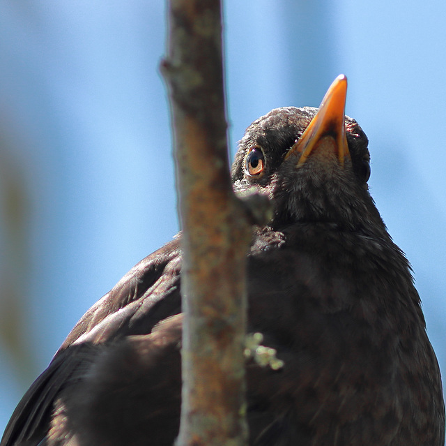 EOS 90D Peter Harriman 13 26 44 36754 blackbird dpp