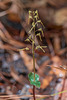 Neottia bifolia (Southern Twayblade orchid)