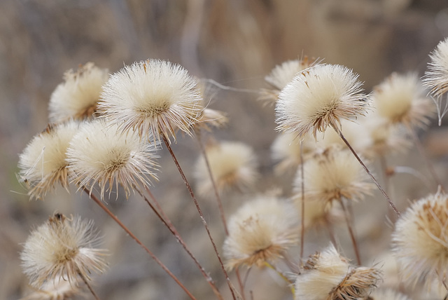 Phagnalon saxatile, Asteraceae