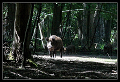 Sous-bois vers midi