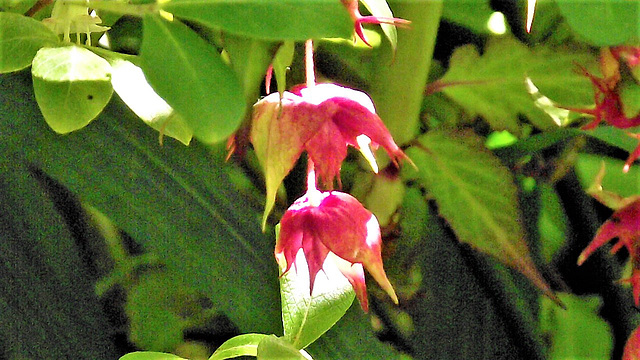 Part of the Himalayan honeysuckle